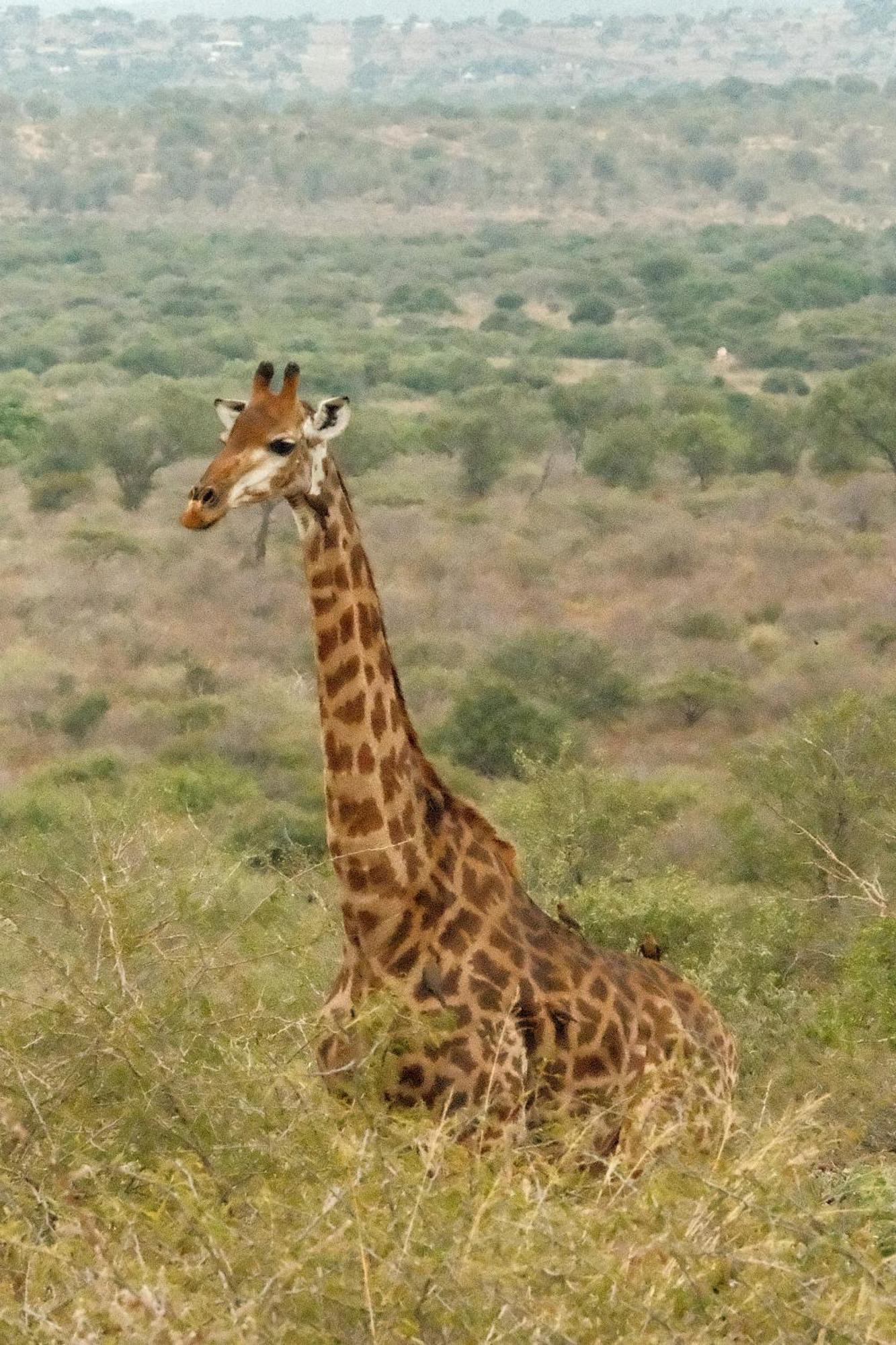 Africamps At White Elephant Safaris Pongola Exterior photo