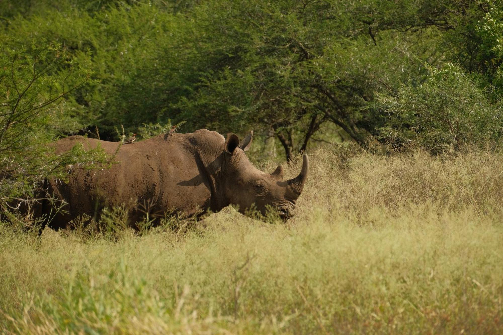 Africamps At White Elephant Safaris Pongola Exterior photo