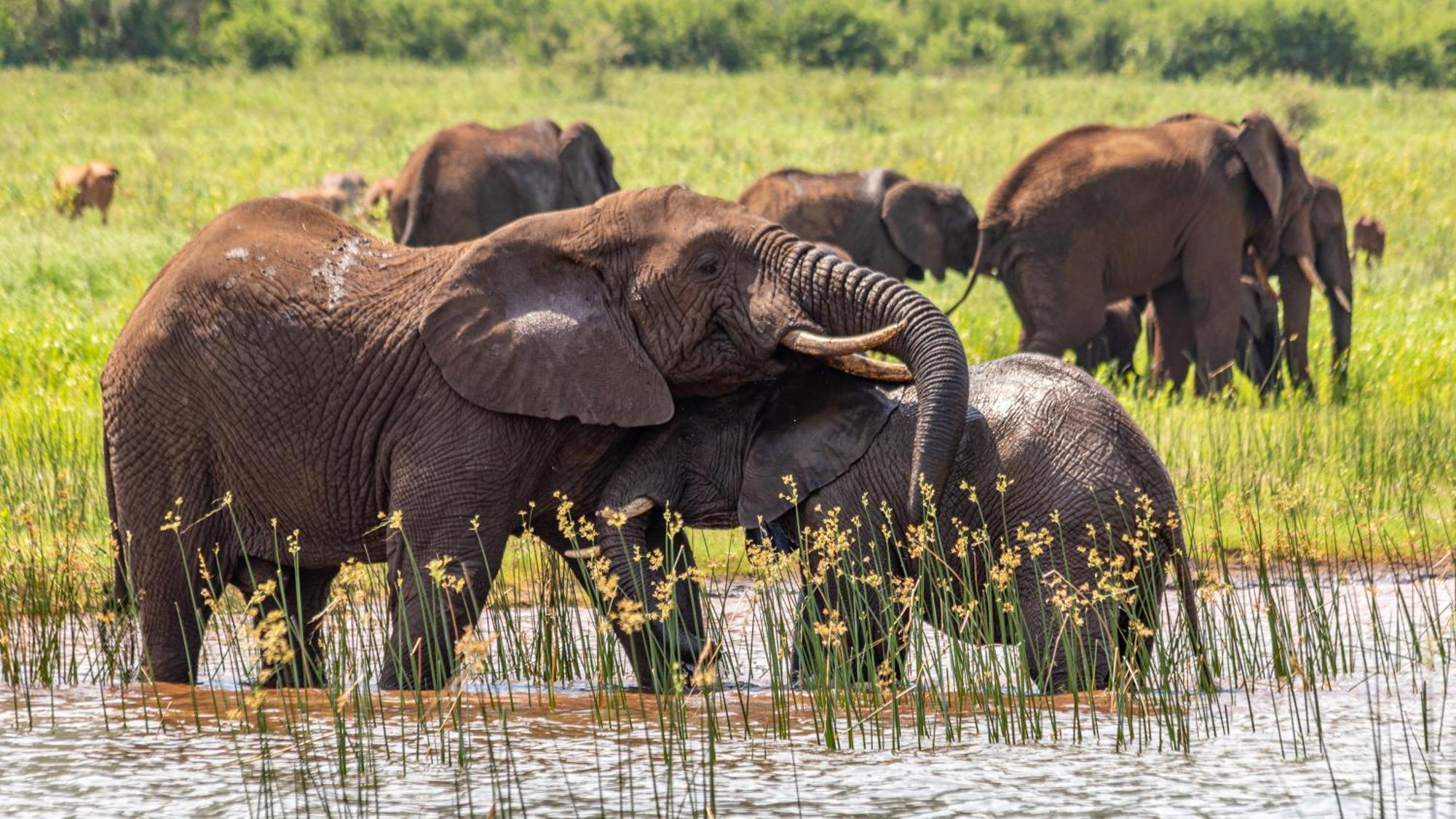 Africamps At White Elephant Safaris Pongola Exterior photo