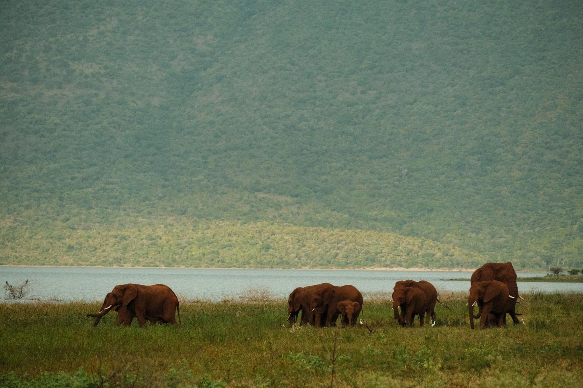 Africamps At White Elephant Safaris Pongola Exterior photo