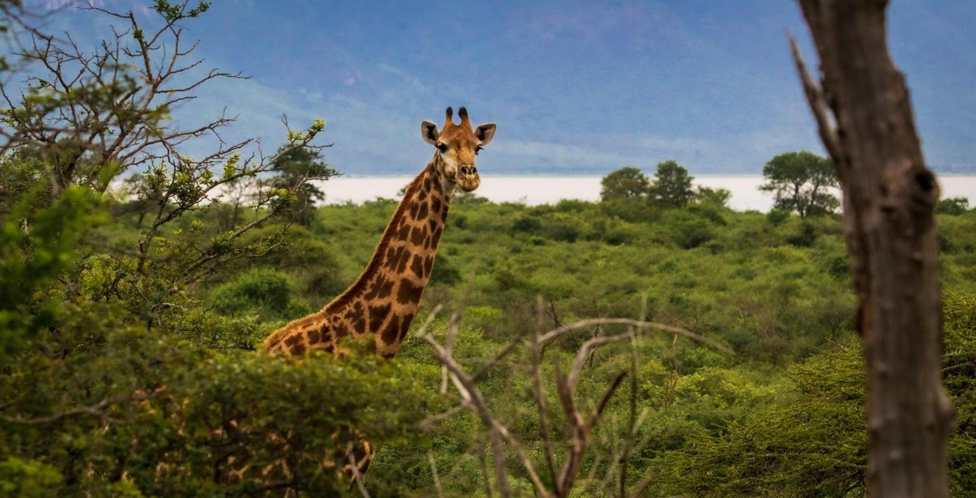 Africamps At White Elephant Safaris Pongola Exterior photo